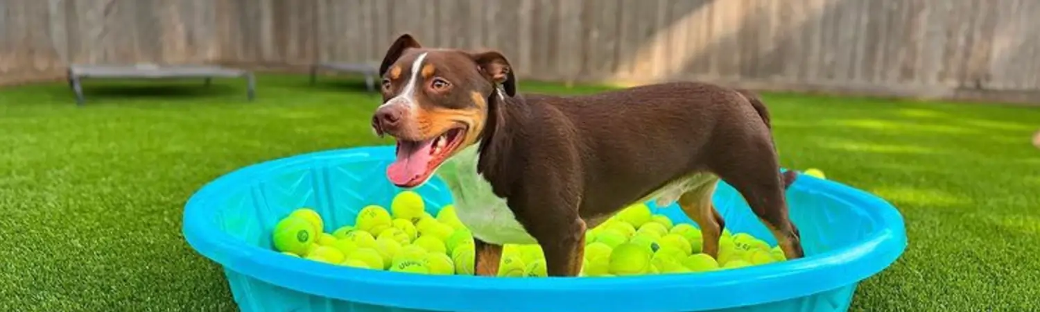 Dog playing in ball pit on SYNLawn artificial pet turf